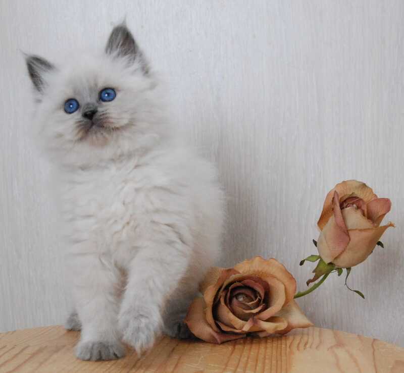 Agasha Siberian female blue pointed - live animals