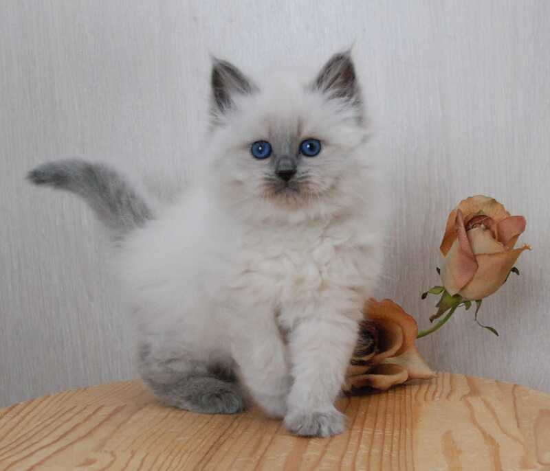 Agasha Siberian female blue pointed - live animals