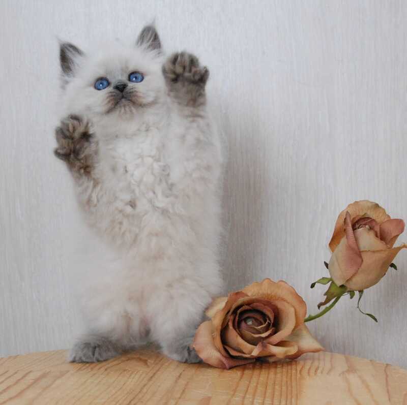 Agasha Siberian female blue pointed - live animals