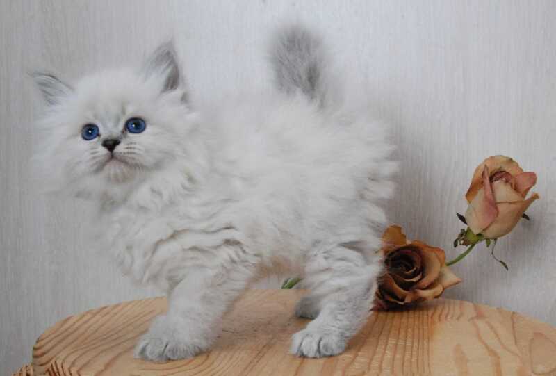 Agata Siberian female blue tabby pointed - live animals