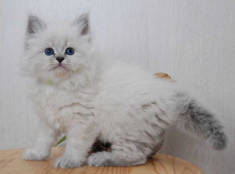 Agata Siberian female blue tabby pointed - live animals