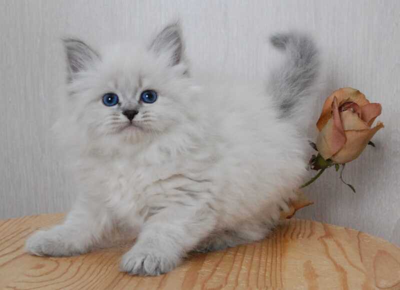 Agata Siberian female blue tabby pointed - live animals