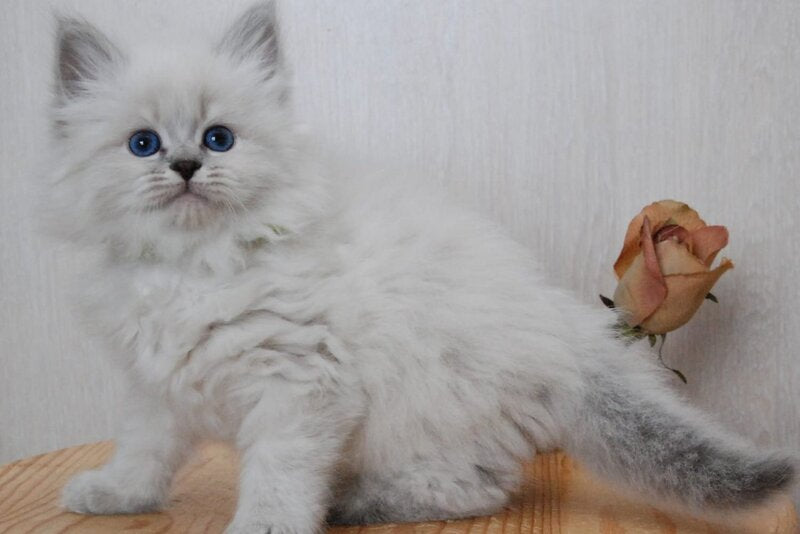 Agata Siberian female blue tabby pointed - live animals