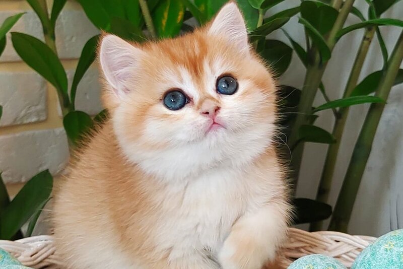 Nefertiti British Shorthair female, black golden chinchilla
