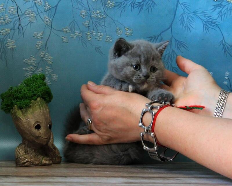 Cessi British Shorthair female blue tortie - live animals