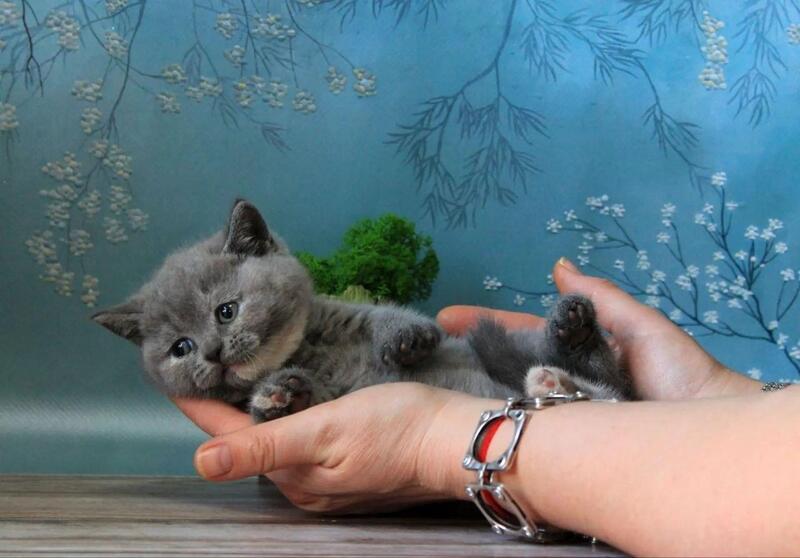 Cessi British Shorthair female blue tortie - live animals