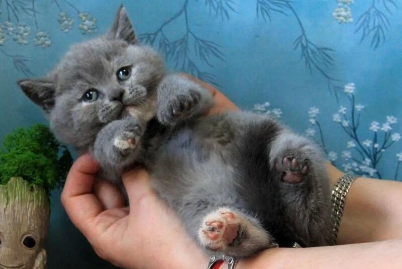 Cessi British Shorthair female blue tortie - live animals