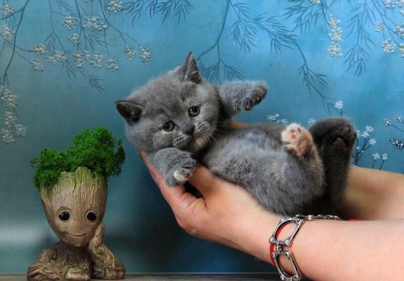 Cessi British Shorthair female blue tortie - live animals