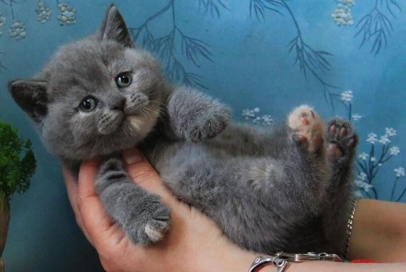 Cessi British Shorthair female blue tortie - live animals