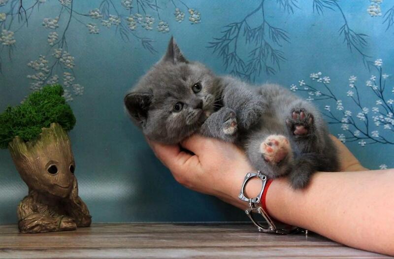 Cessi British Shorthair female blue tortie - live animals