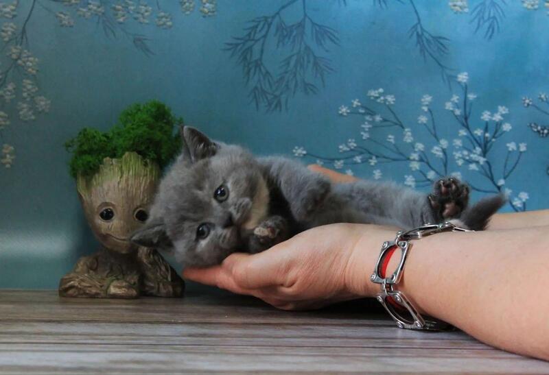 Cessi British Shorthair female blue tortie - live animals