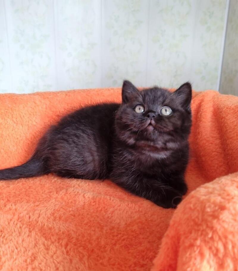 Wanda British Shorthair female black - live animals