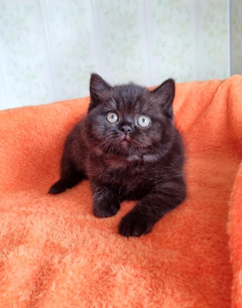 Wanda British Shorthair female black - live animals