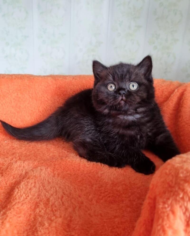 Wanda British Shorthair female black - live animals