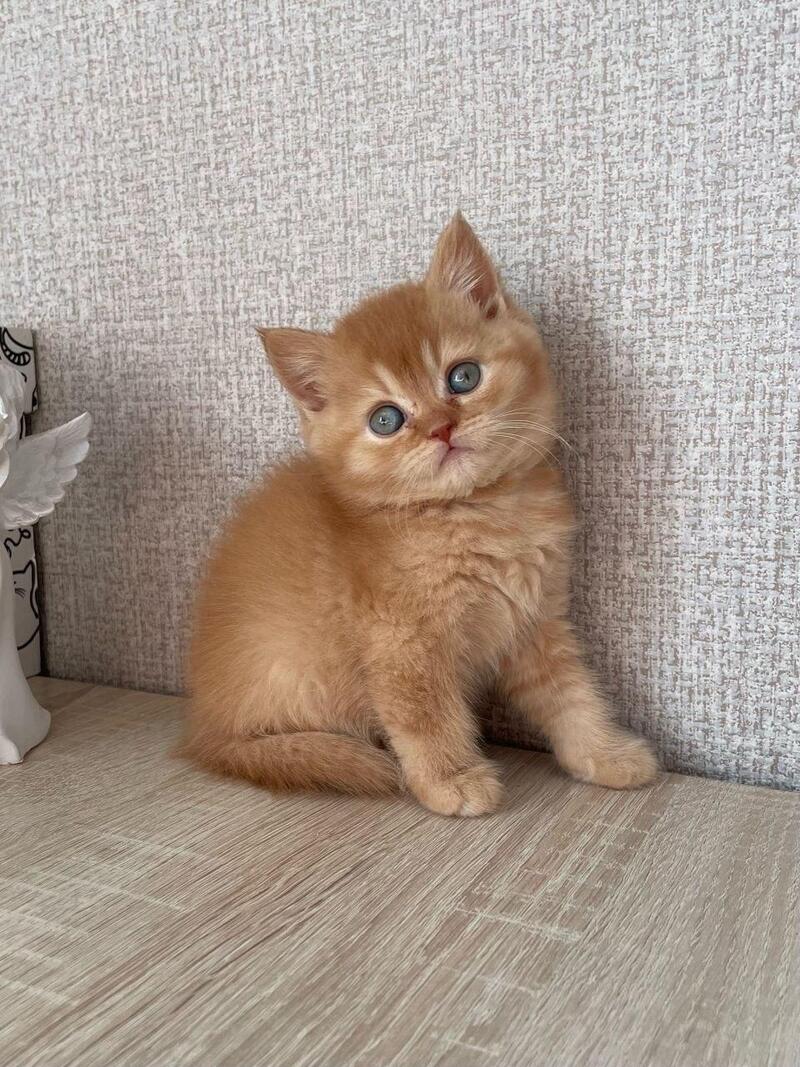 Xavi British Shorthair male red - live animals