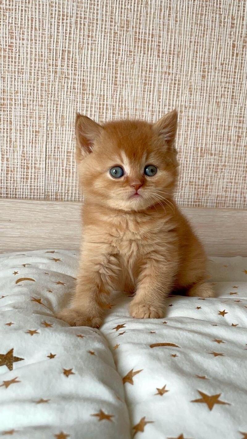 Xavi British Shorthair male red - live animals
