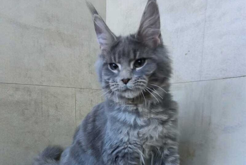 Matthew Maine Coon male blue tabby - live animals