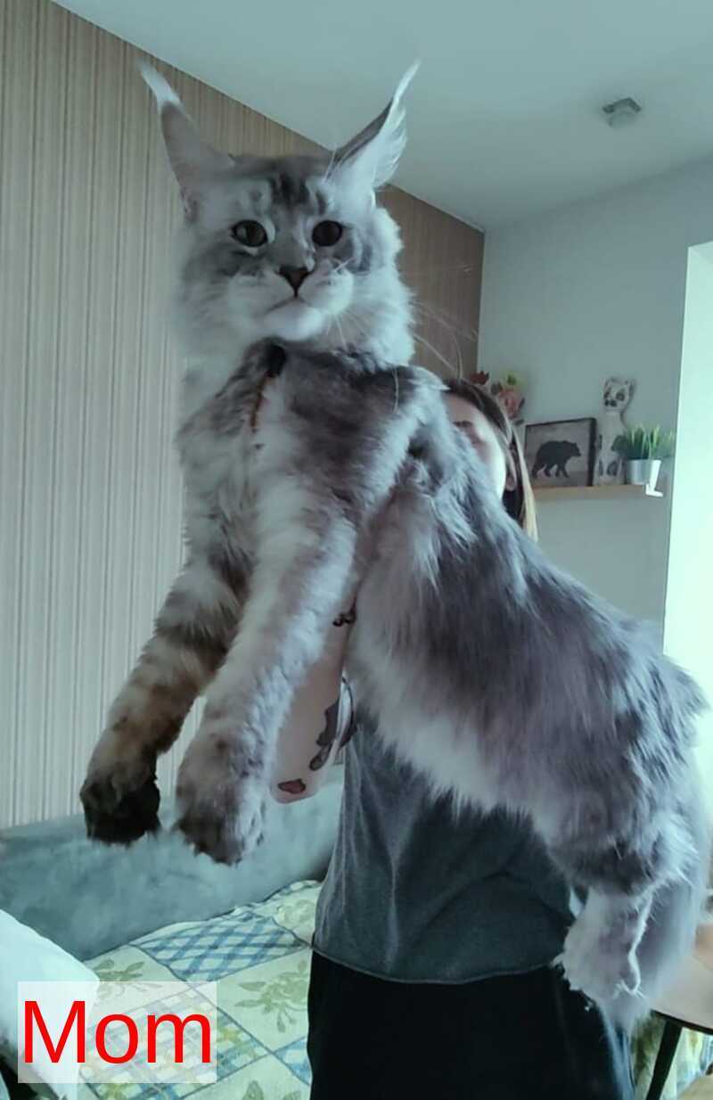 Monterey Maine Coon male black tabby - live animals