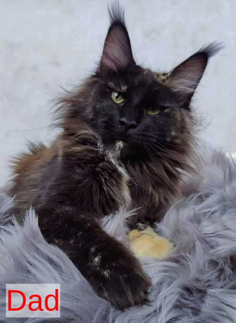 Matthew Maine Coon male blue tabby - live animals