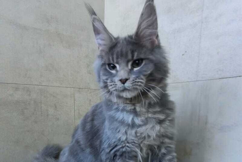 Matthew Maine Coon male blue tabby - live animals