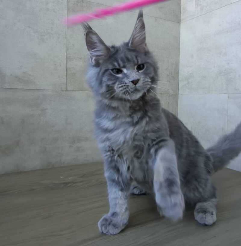 Matthew Maine Coon male blue tabby - live animals