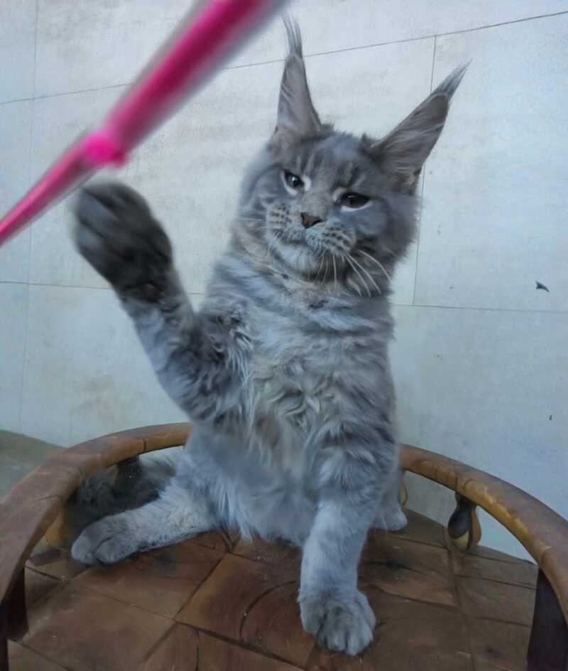 Matthew Maine Coon male blue tabby - live animals