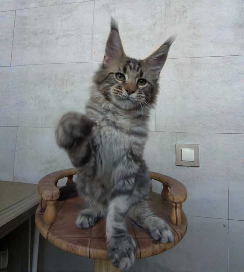 Monterey Maine Coon male black tabby - live animals
