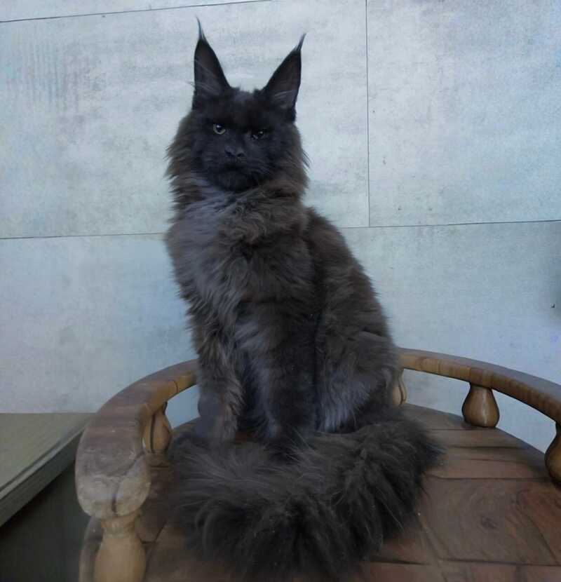 Maik Maine Coon male black - live animals