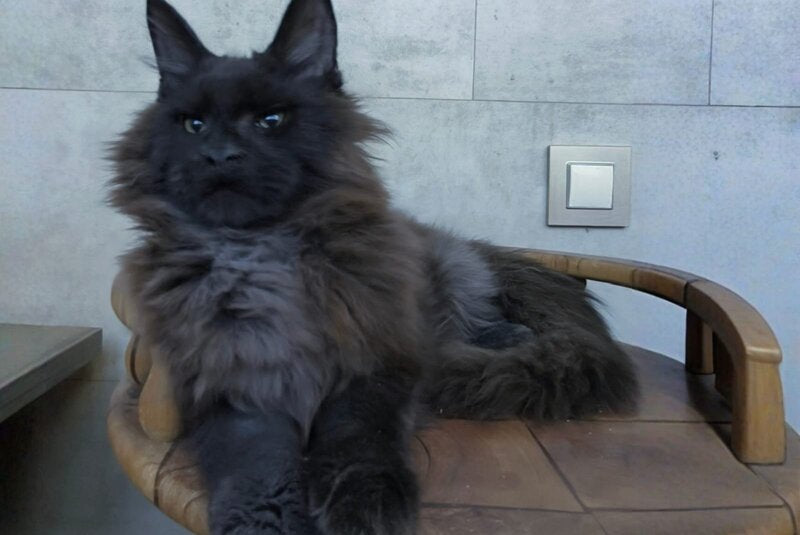 Maik Maine Coon male black - live animals
