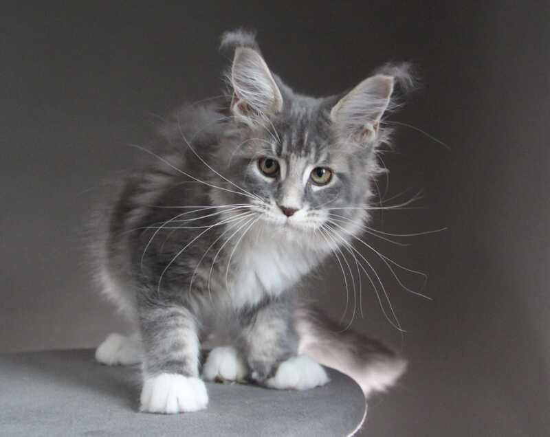 Groza Maine Coon female blue tabby with white - live animals
