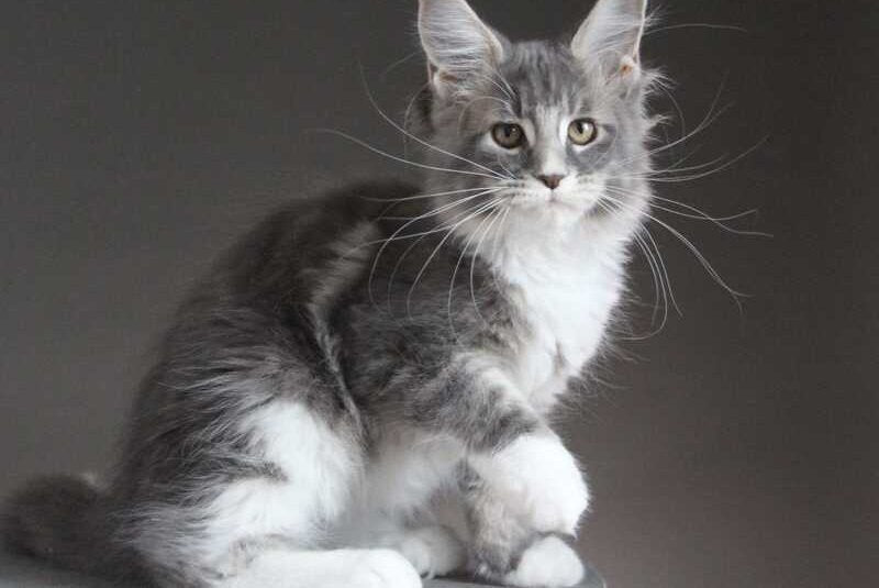 Groza Maine Coon female blue tabby with white - live animals