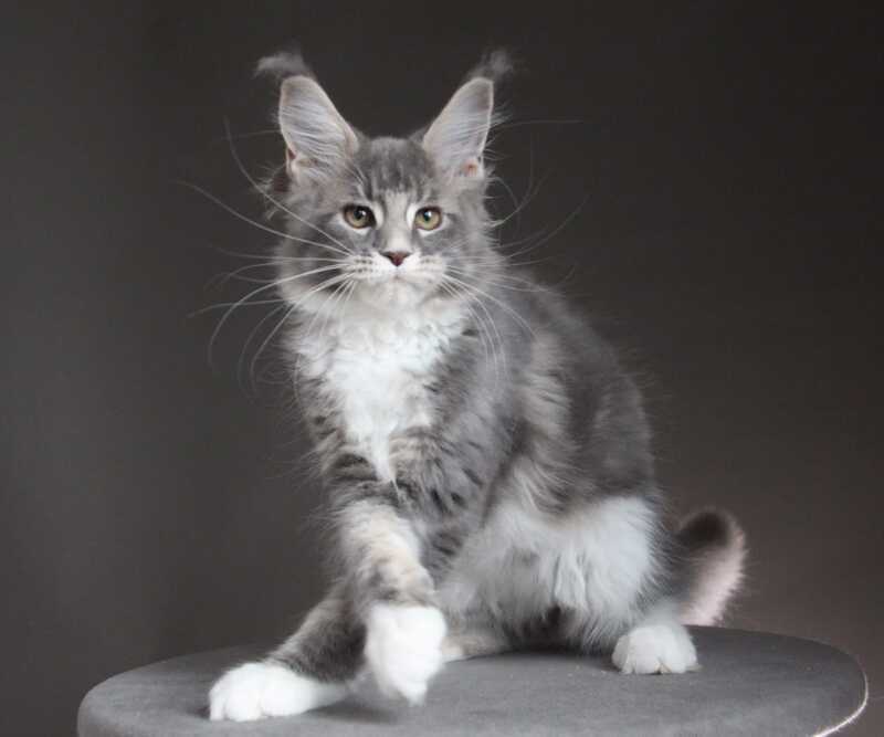 Groza Maine Coon female blue tabby with white - live animals