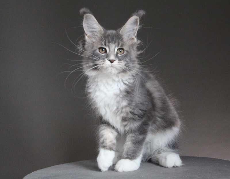 Groza Maine Coon female blue tabby with white - live animals