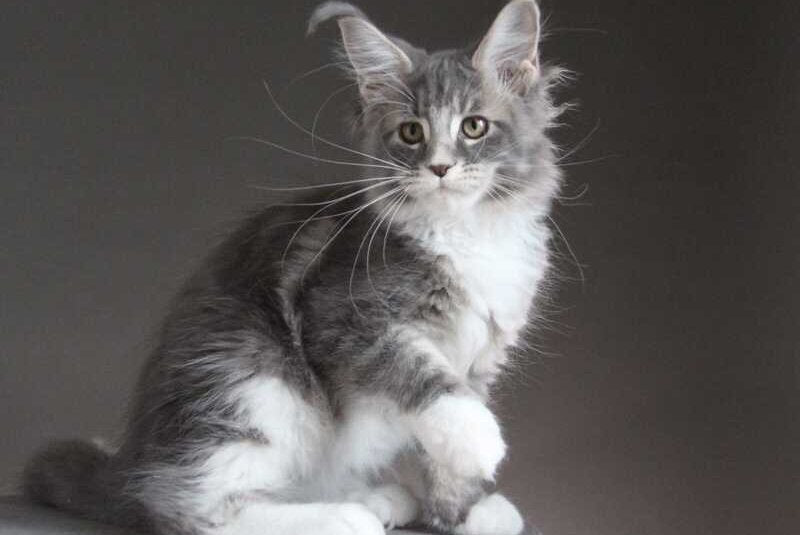 Groza Maine Coon female blue tabby with white - live animals