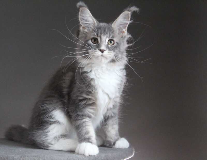 Groza Maine Coon female blue tabby with white - live animals