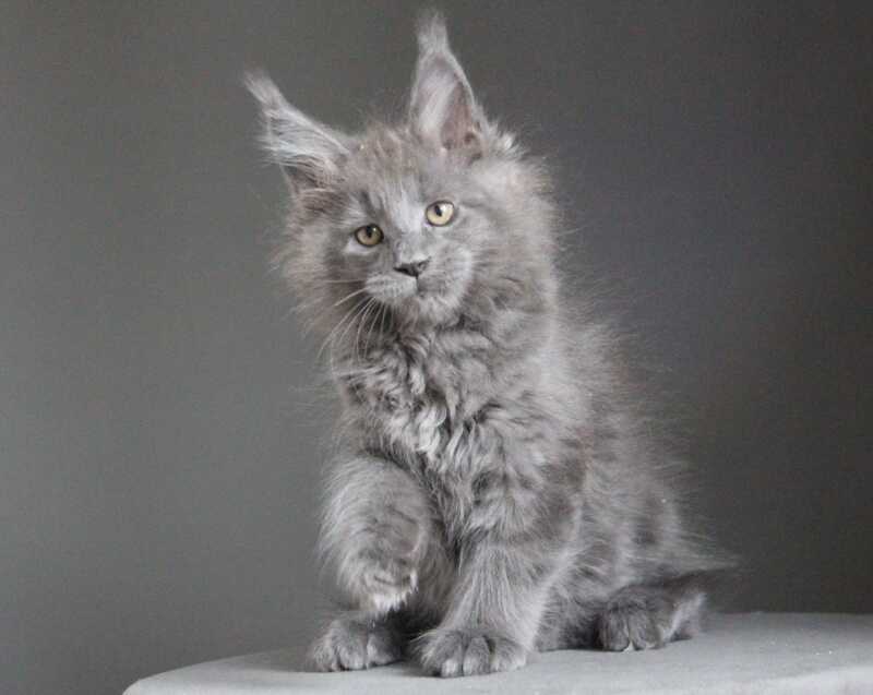 Cloudlet Maine Coon female blue - live animals