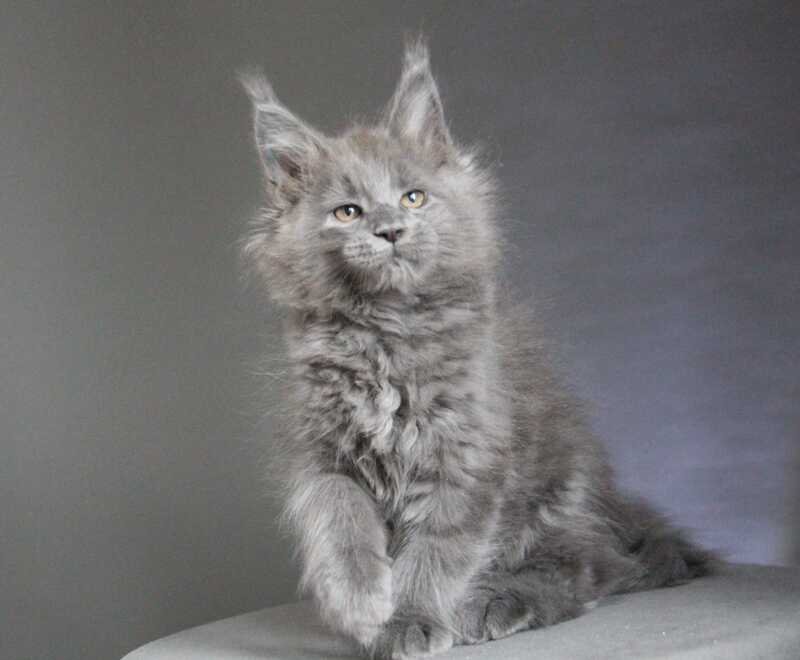 Cloudlet Maine Coon female blue - live animals