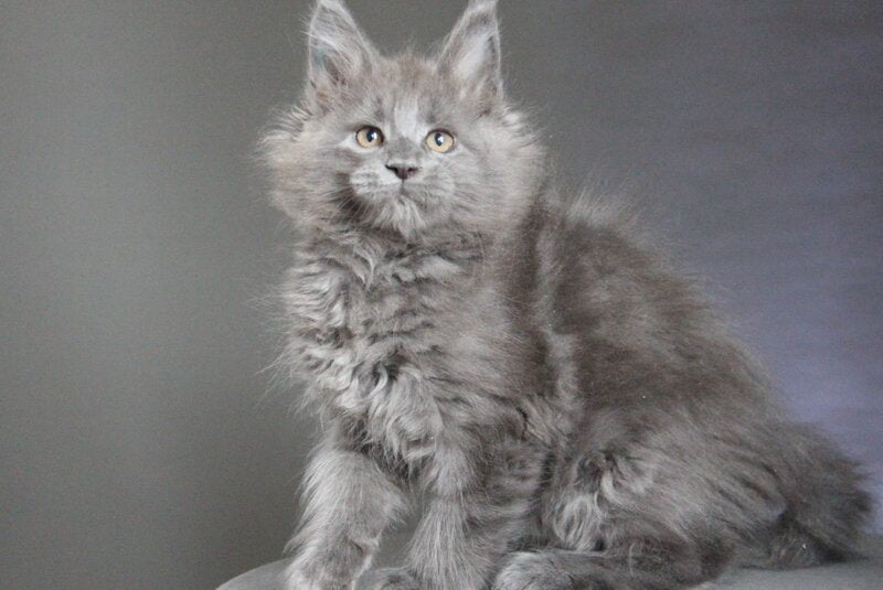 Cloudlet Maine Coon female blue - live animals