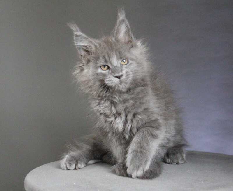 Cloudlet Maine Coon female blue - live animals
