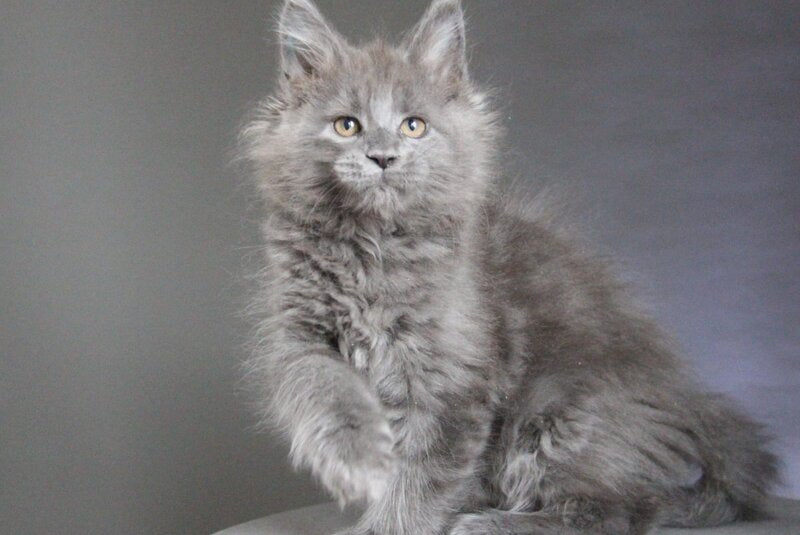 Cloudlet Maine Coon female blue - live animals