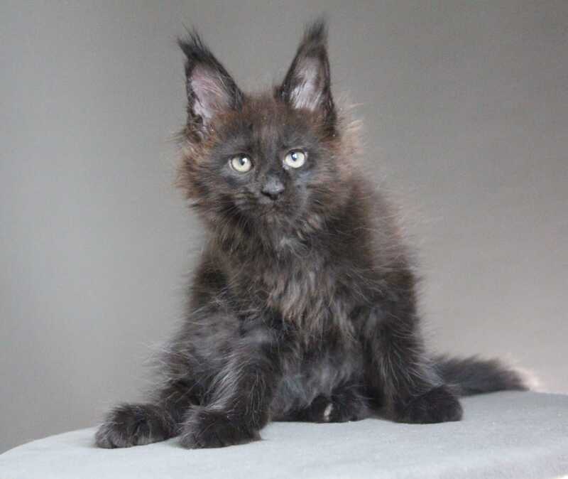Chanel Maine Coon female black - live animals