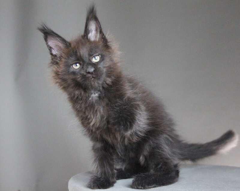 Chanel Maine Coon female black - live animals