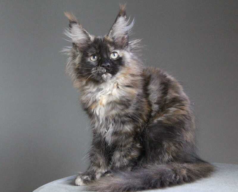 Carmen Maine Coon female black tortie - live animals