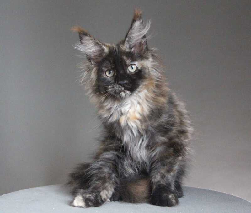 Carmen Maine Coon female black tortie - live animals