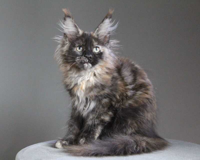 Carmen Maine Coon female black tortie - live animals