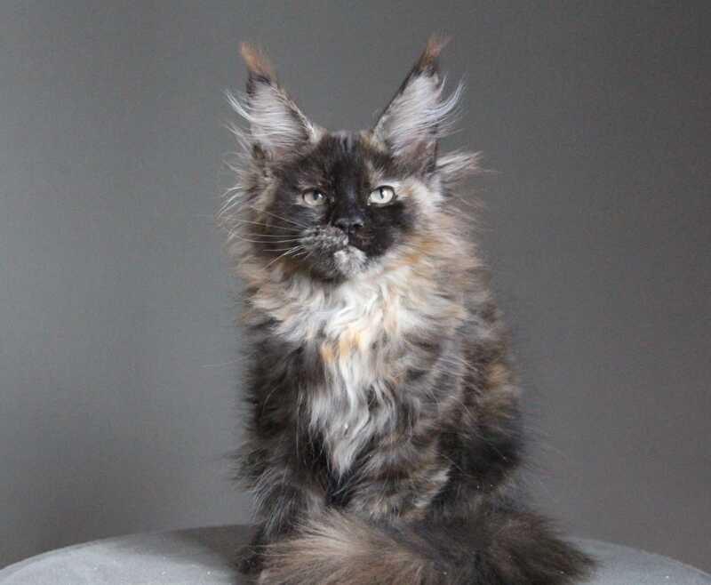 Carmen Maine Coon female black tortie - live animals