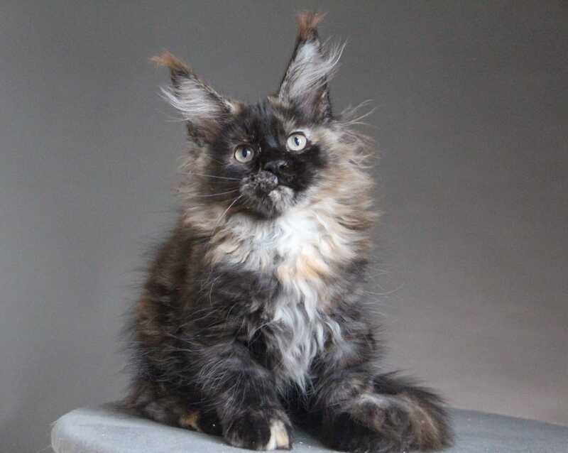 Carmen Maine Coon female black tortie - live animals