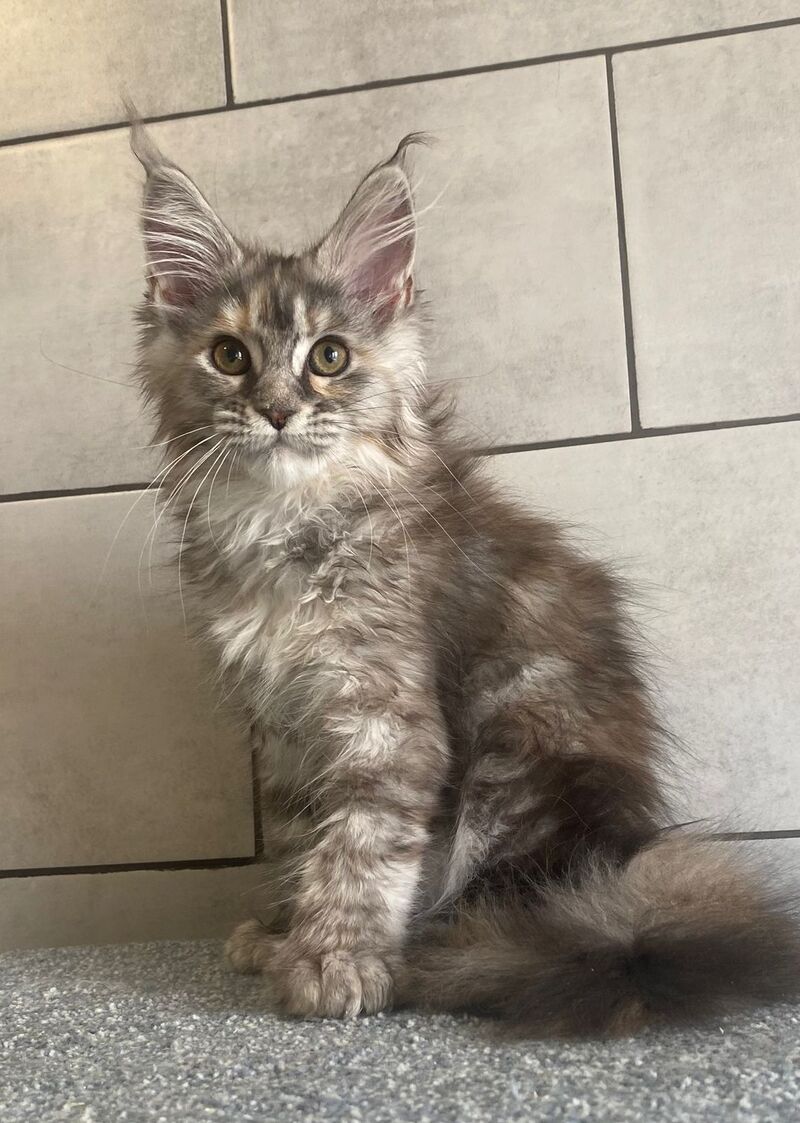 Sofia Maine Coon polydactyl female black tortie silver tabby - live animals