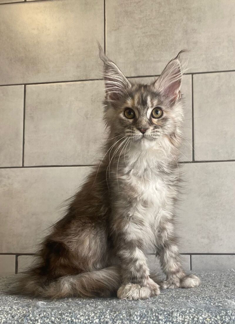 Sofia Maine Coon polydactyl female black tortie silver tabby - live animals
