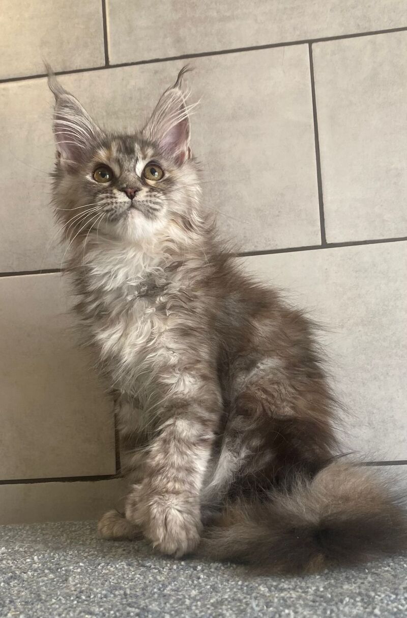 Sofia Maine Coon polydactyl female black tortie silver tabby - live animals